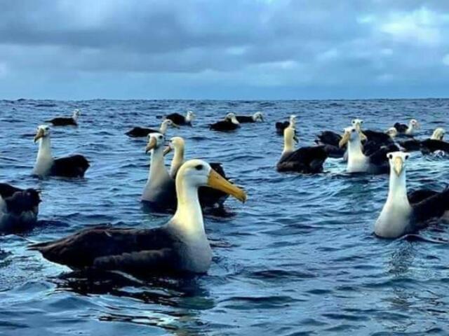 Hostal Albatros ซานกริสโตวัล ภายนอก รูปภาพ