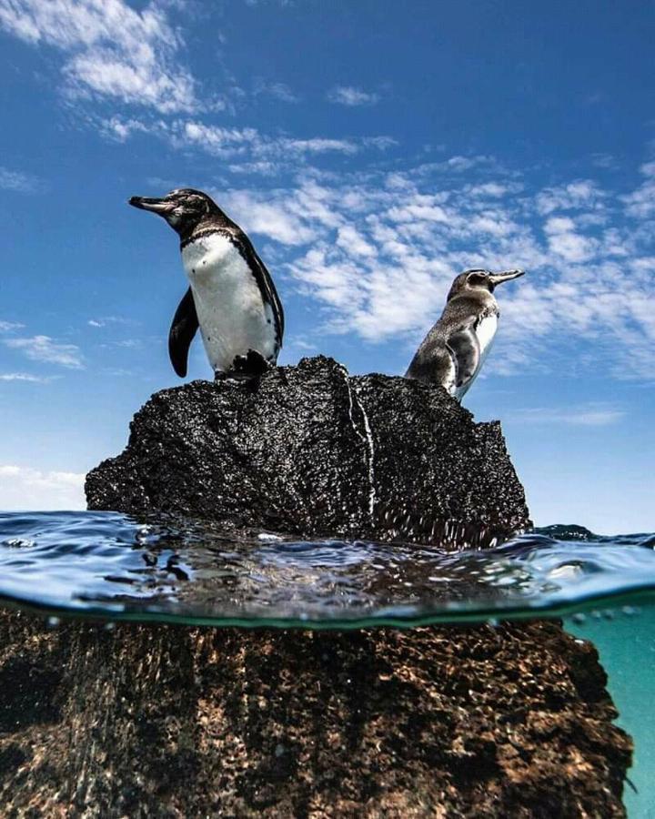 Hostal Albatros ซานกริสโตวัล ภายนอก รูปภาพ